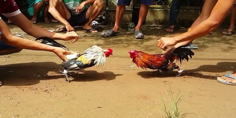 Những loại thuốc đá gà bịp được dùng nhiều nhất